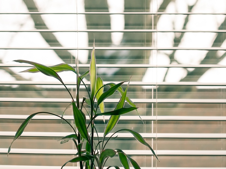 Why Install Window Blinds in Your Home